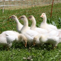 Gänse am Bauernhof des Lämmerhof im Salzburger Land