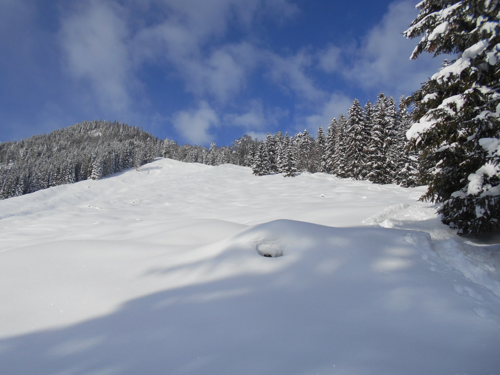 Lammertaler Urwald im Winter