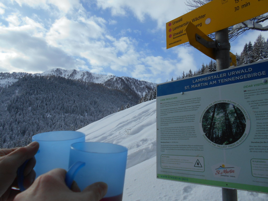 Info über den Lammertaler Urwald