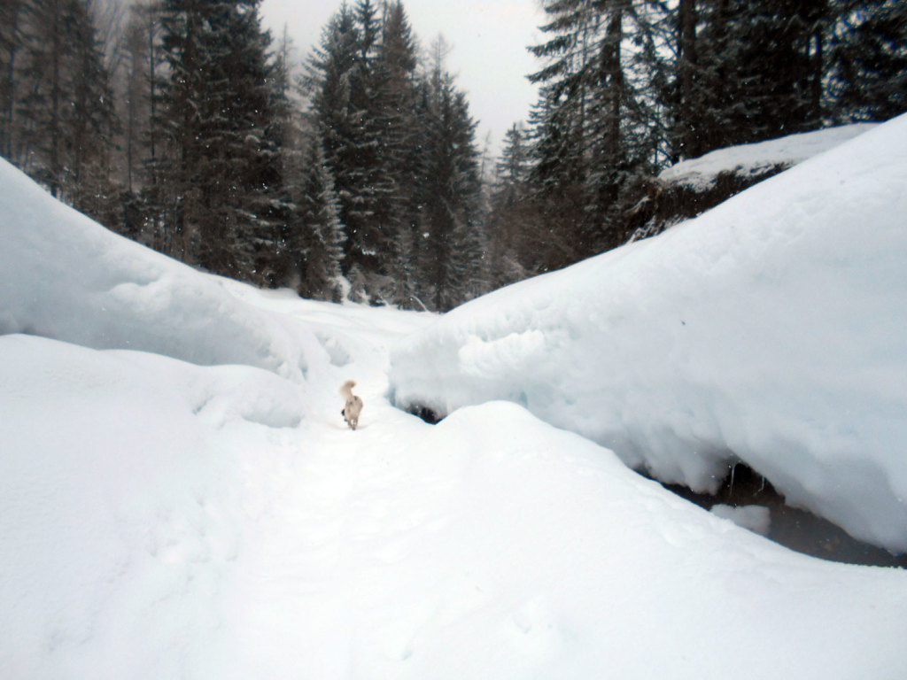 schneeschuhwanderung-aualm-maerz-13