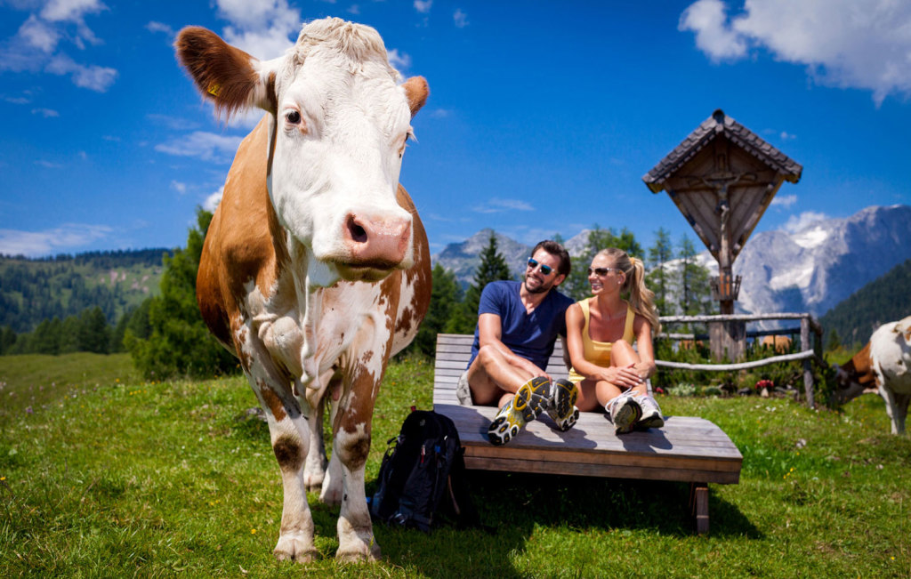 Kuh auf der Alm in St. Martin