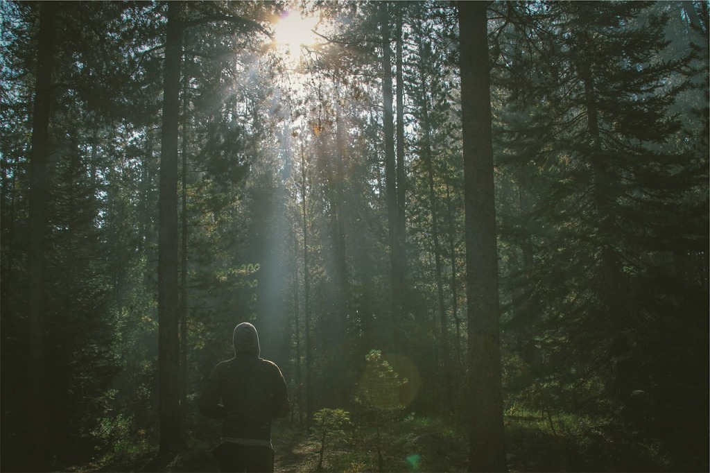 Laufen im Wald