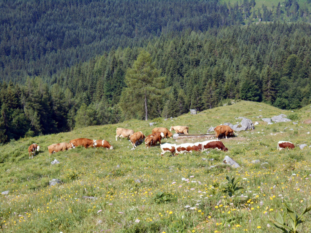 Die Kühe grasen gemütlich auf der Alm