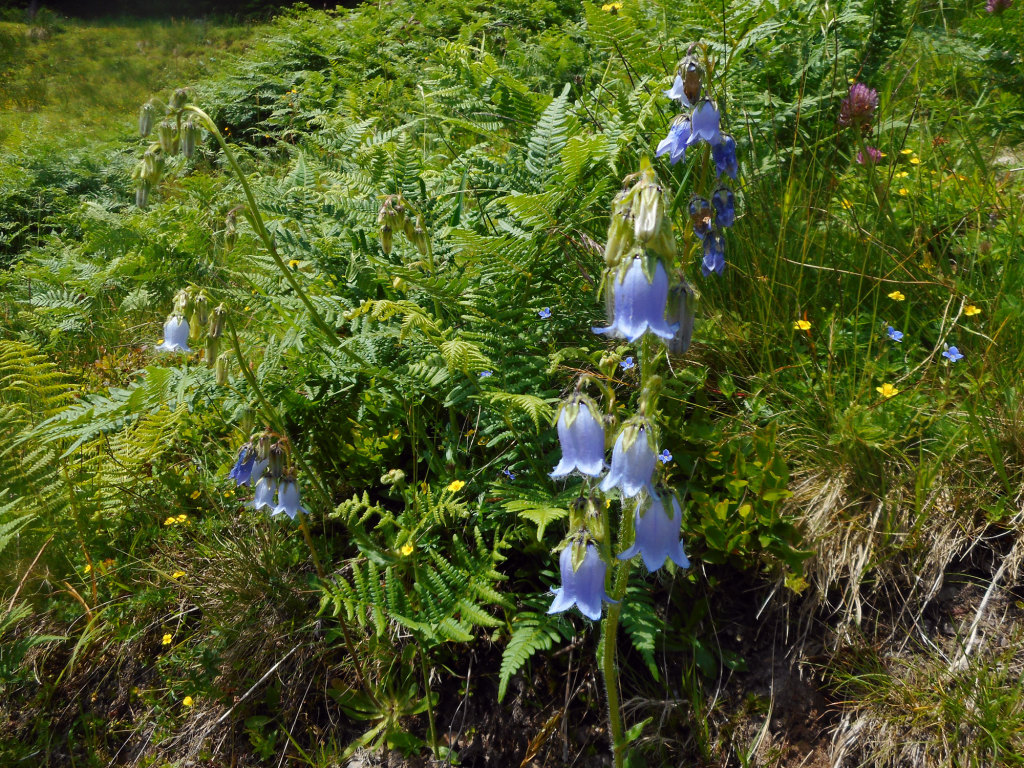 fruehling-wanderung-lammertal-4