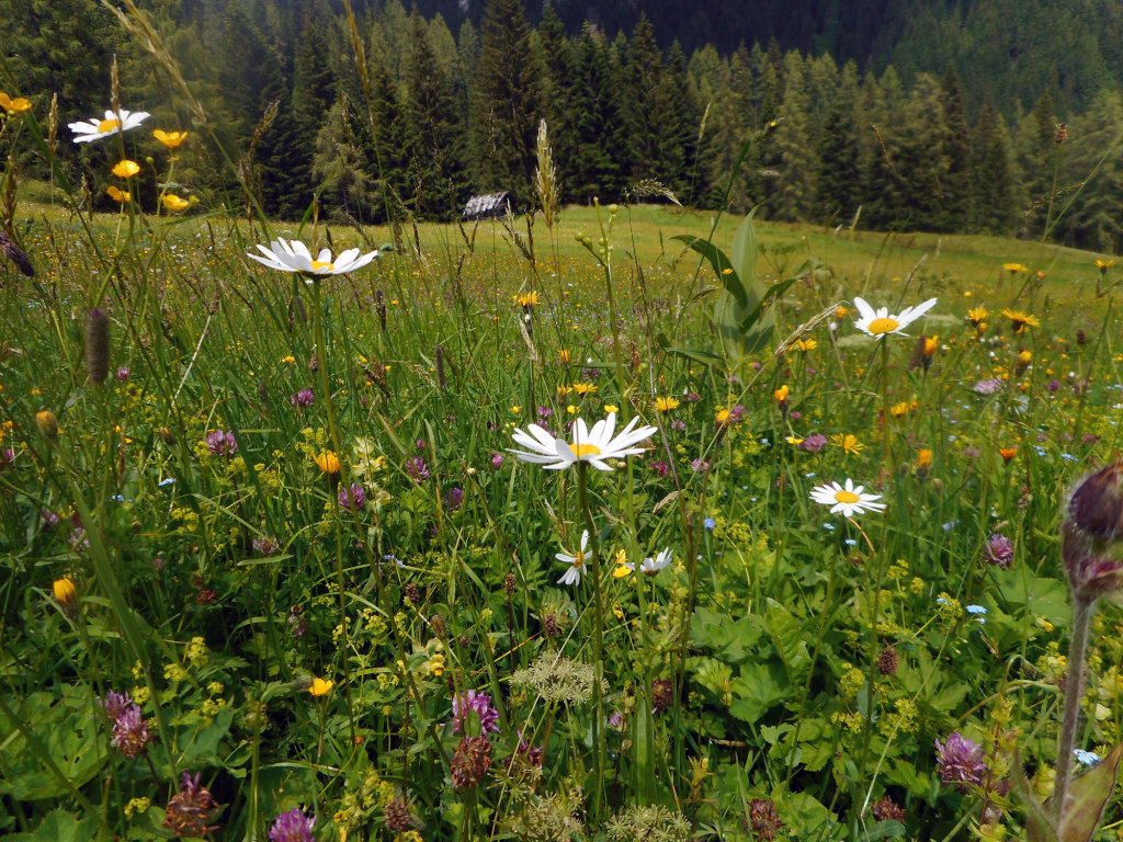 fruehling-wanderung-lammertal-7