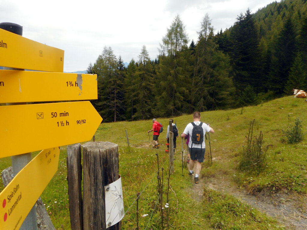 Weide auf der Schöberlalm