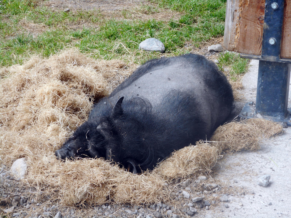 Hängebauchschwein