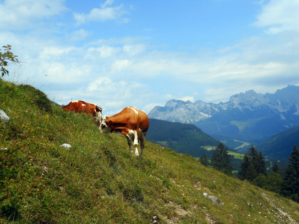 Kühe auf der Spießalm