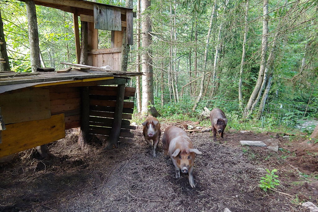 Freilandhaltung für Schweine