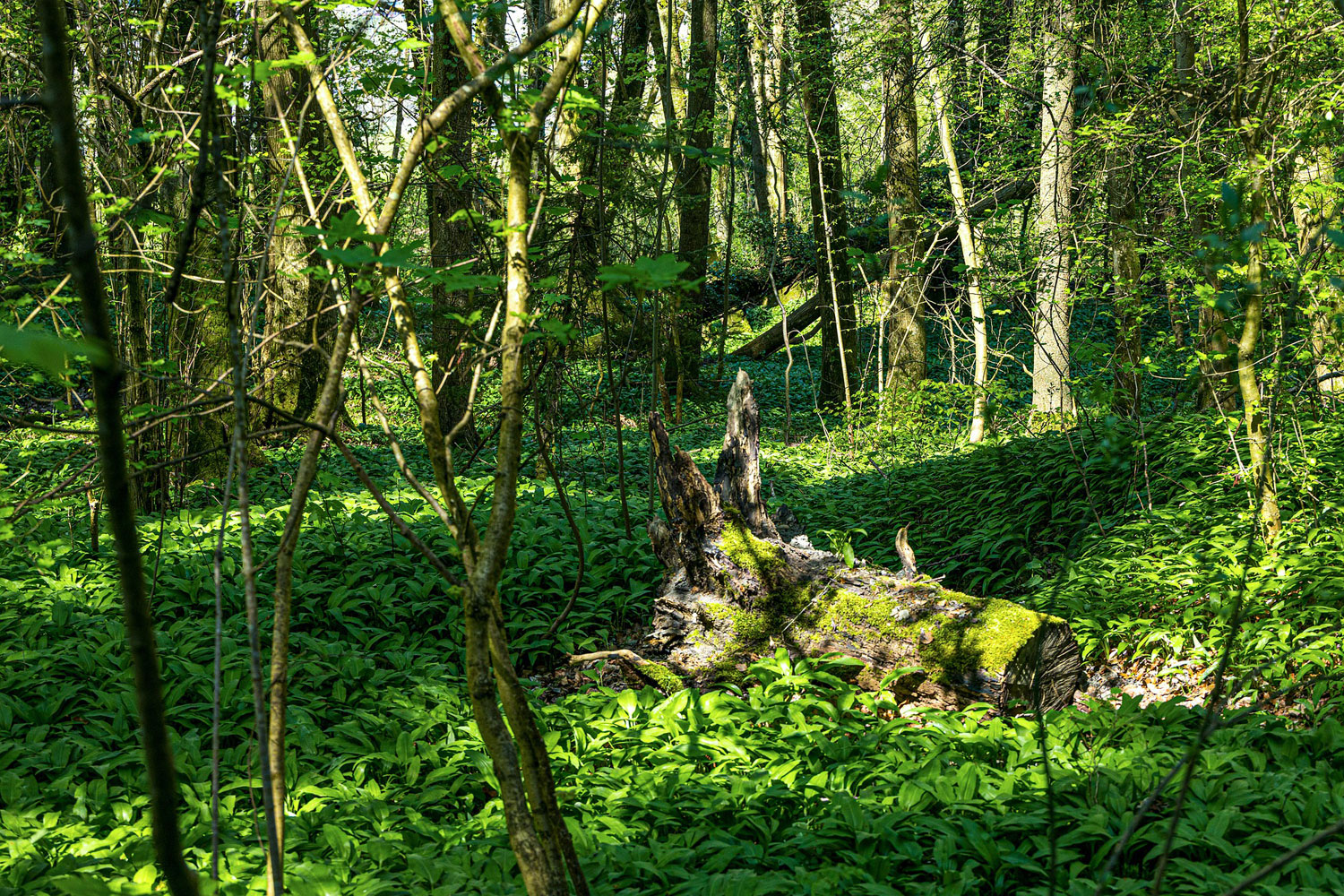 Wald mit Bärlauch