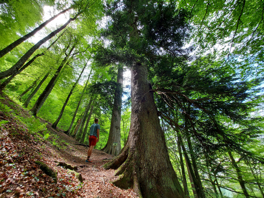 Höchste Bäume Österreichs