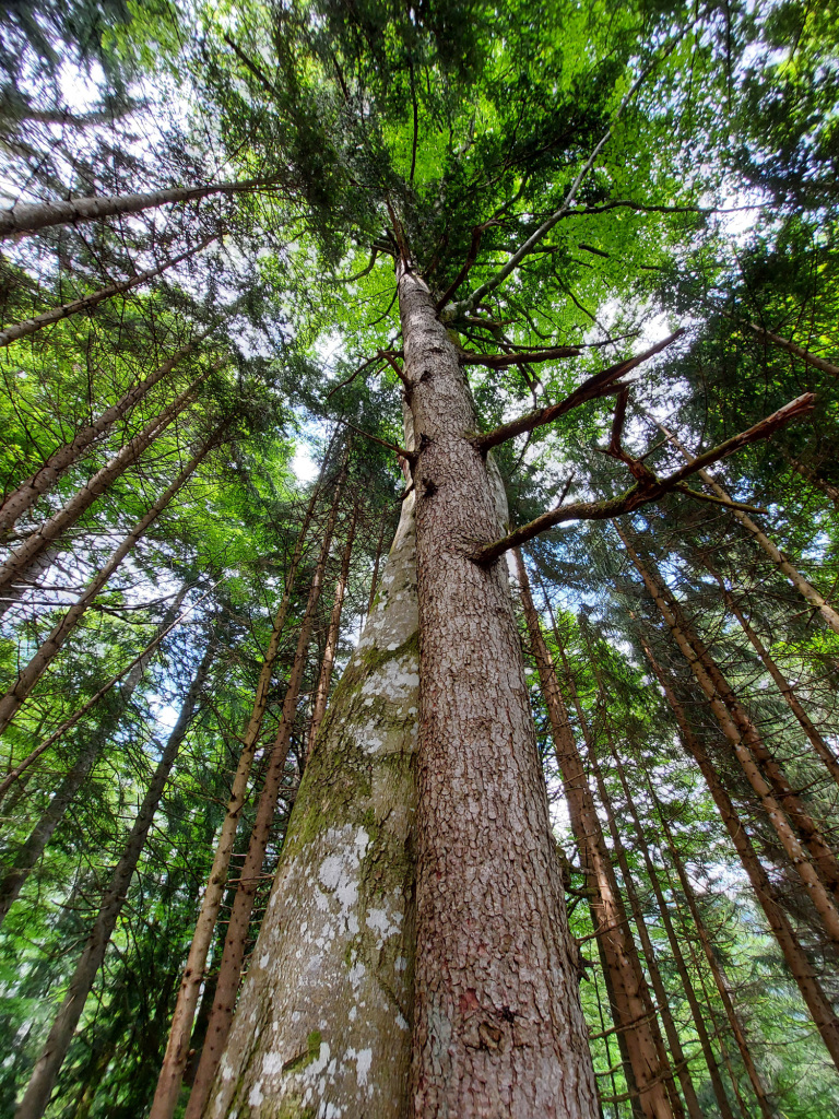 Eingang zum Lammertaler Urwald im Salzburger Land