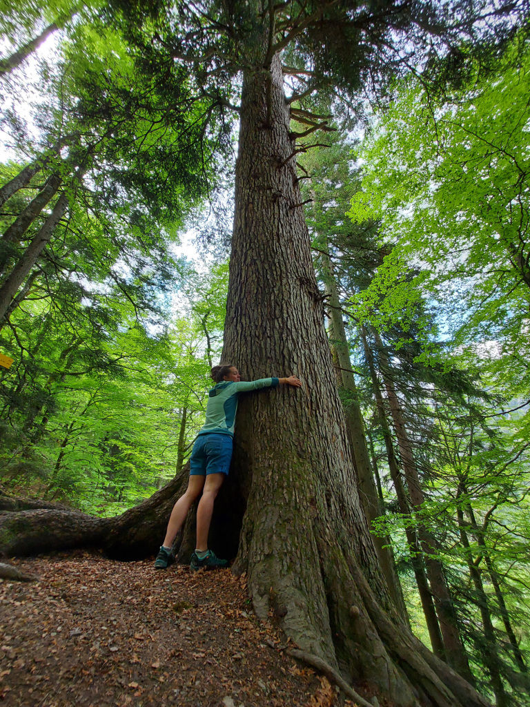 Höchster Baum Österreichs