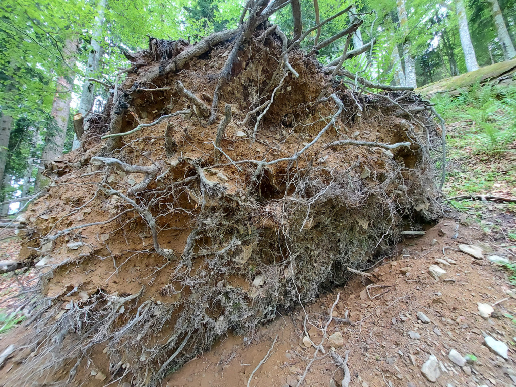 Totes Holz im Lammertaler Urwald