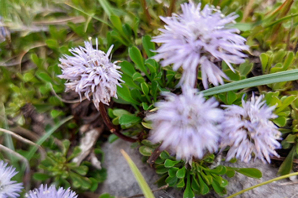 Herzblättrige Kugelblume