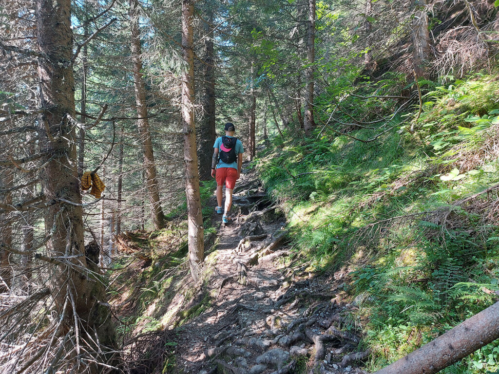 Pfad durch den Wald