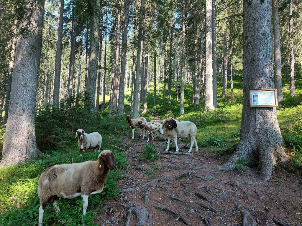 Schafe am Weg zum Hochgründeck
