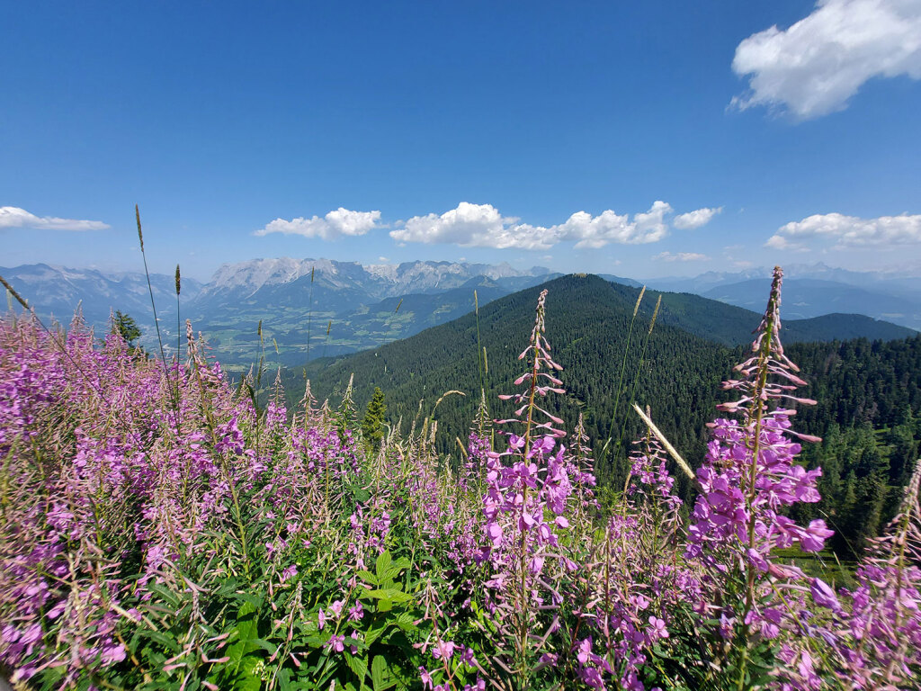 Panorama vom Heinrich Kiener Haus