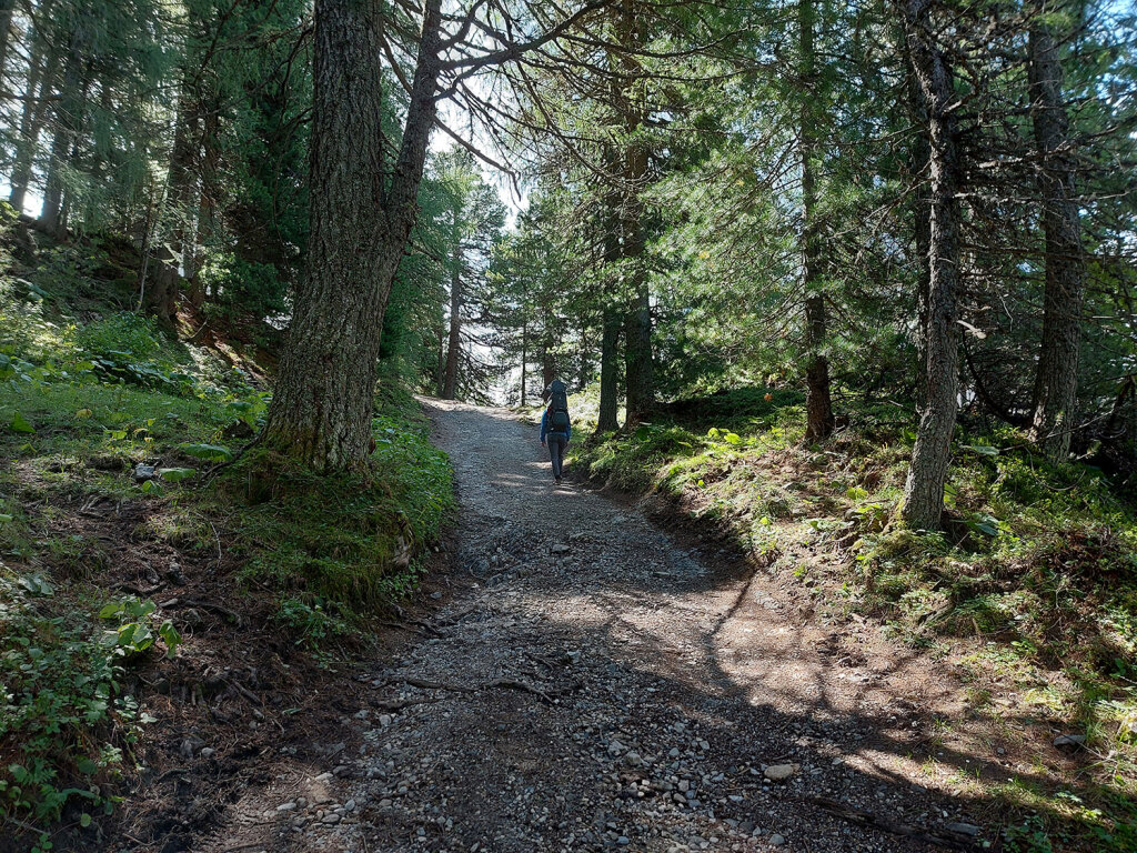 Twenger Alm Forststraße