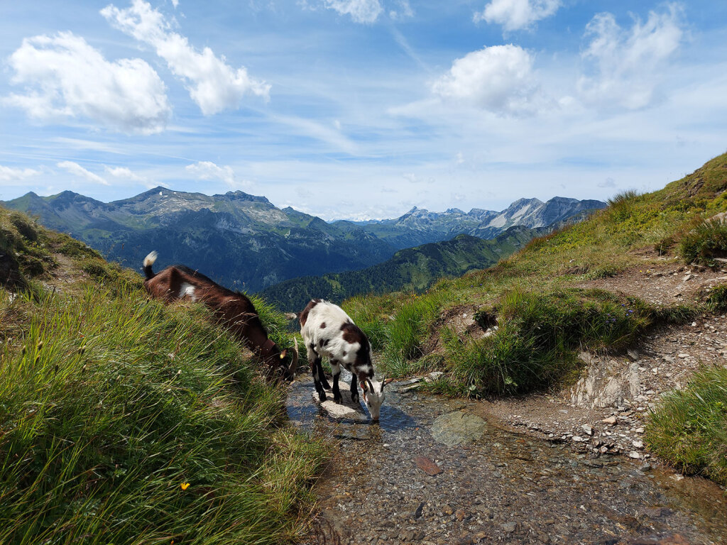 Geißlein am Twenger Almsee