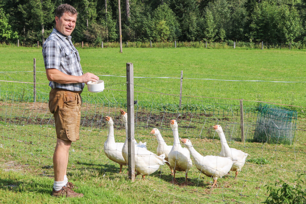 Gänsefütterung am Lämmerhof