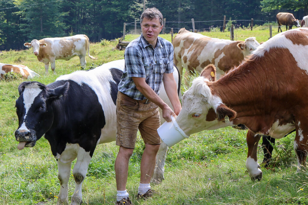 Kühe salzen bei der Bauernhofführung im Lammertal