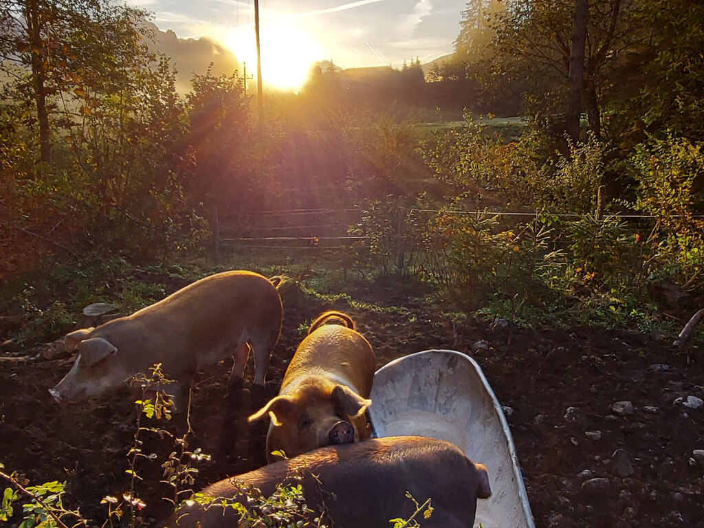 Duroc-Schweine im Sonnenuntergang am Lämmerhof
